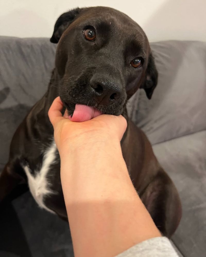 Licking Your Face or Hands