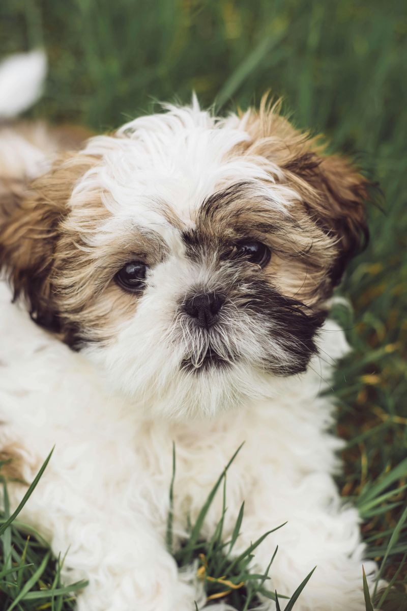 Shih Tzu
