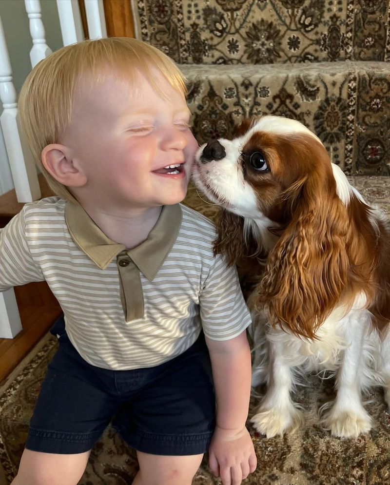 Cavalier King Charles Spaniel