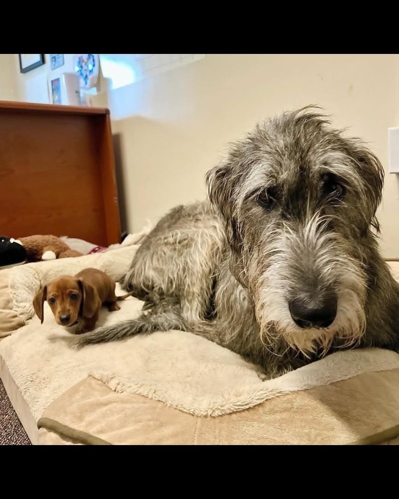 Irish Wolfhound