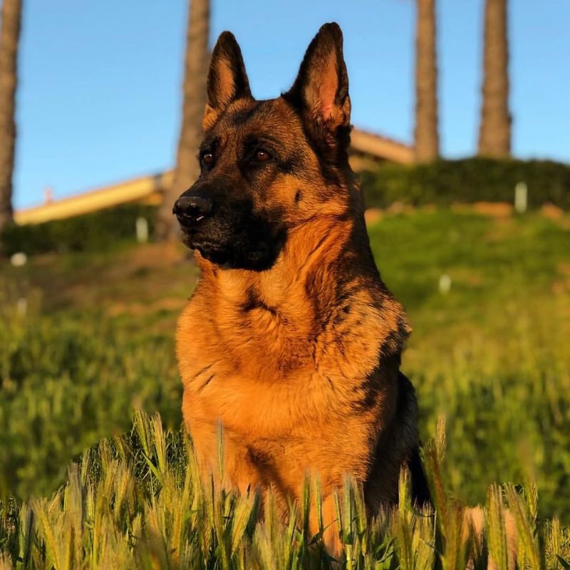 German Shepherd