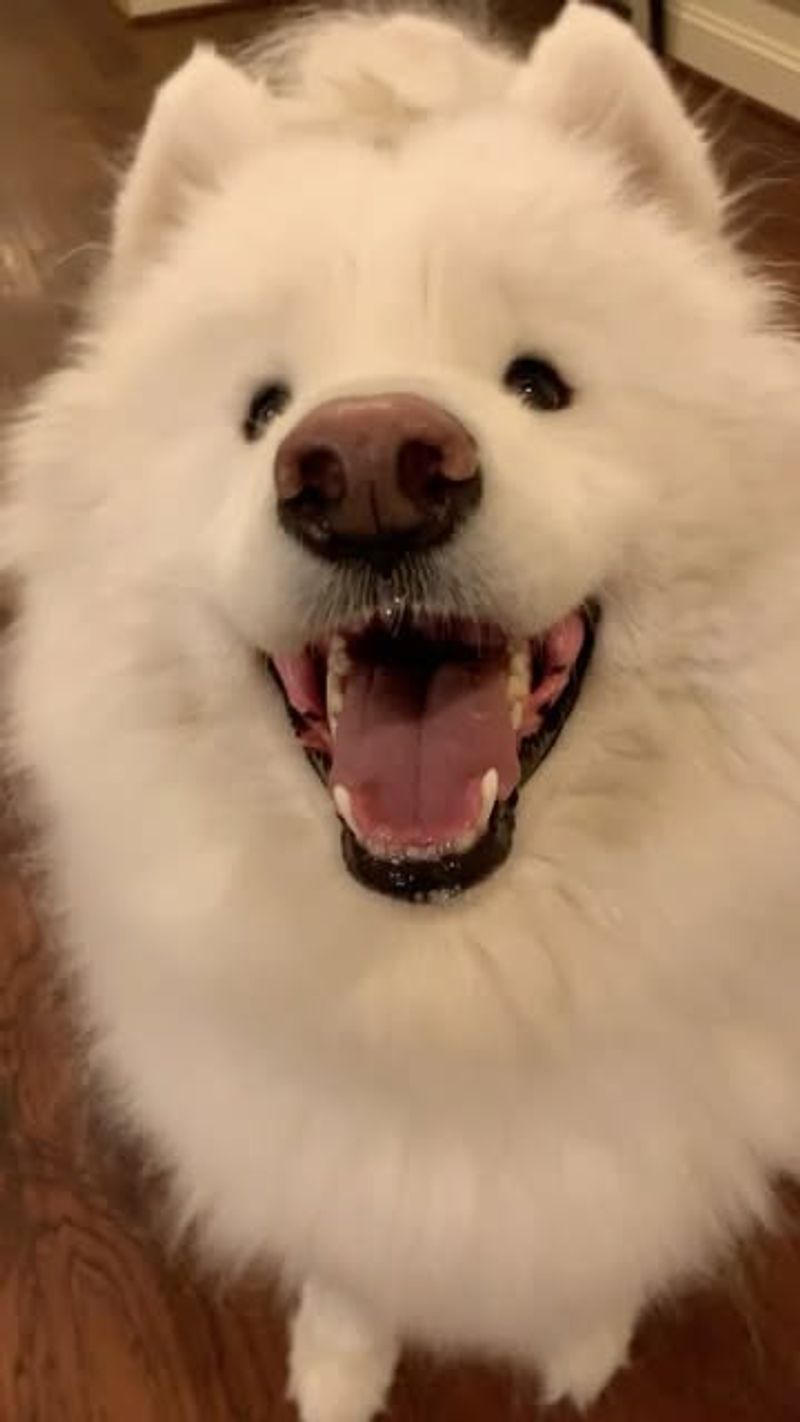 Samoyed