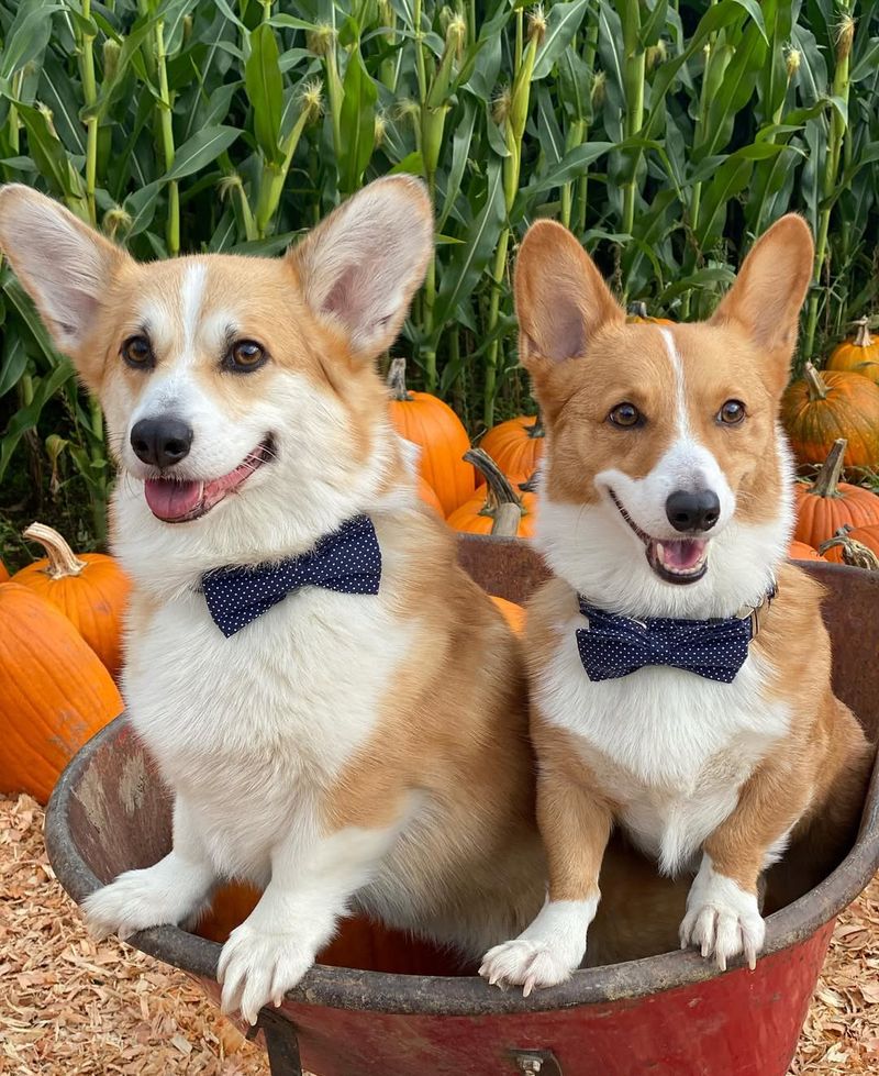 Pembroke Welsh Corgi