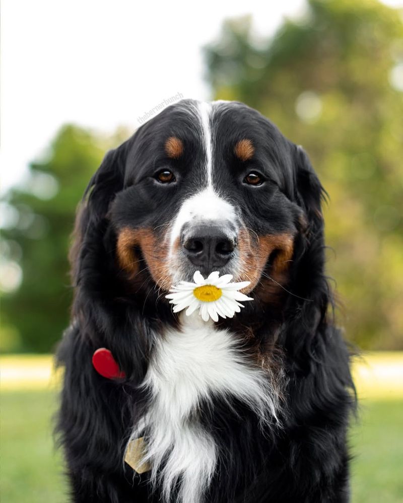 Bernese Mountain Dog