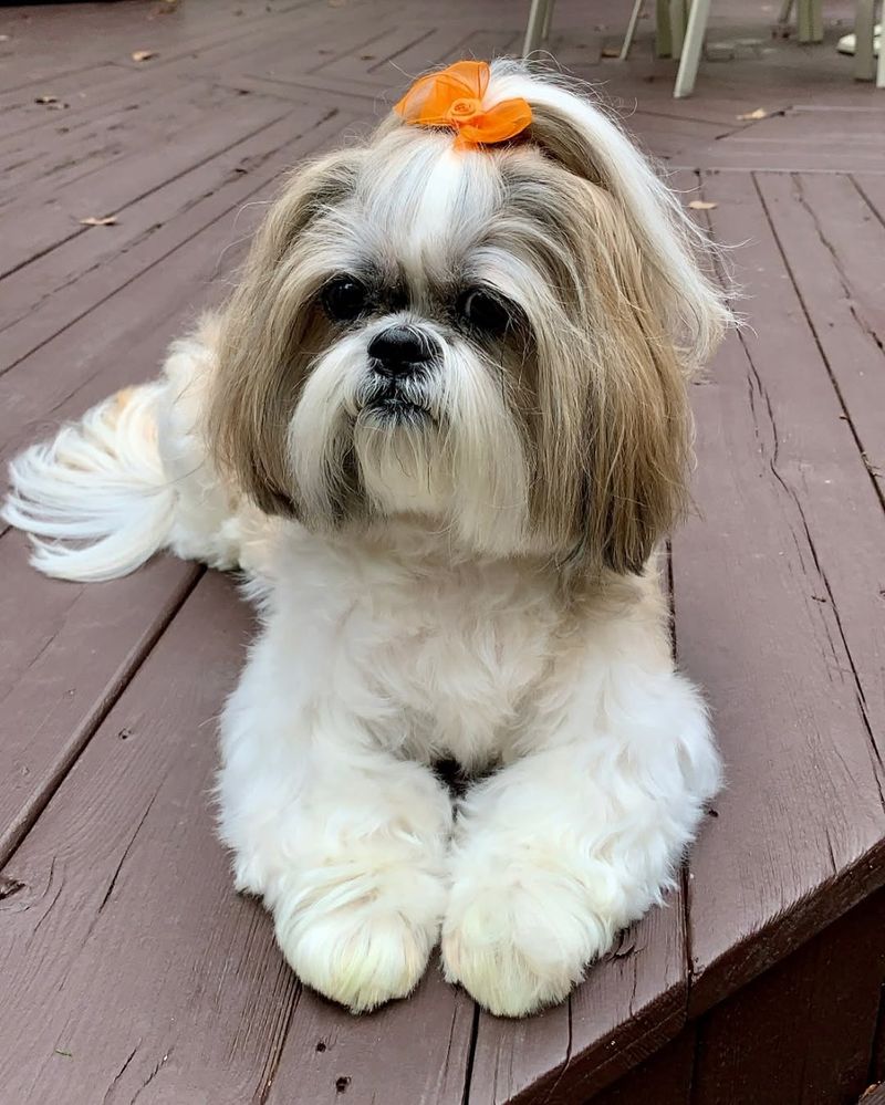 Shih Tzu