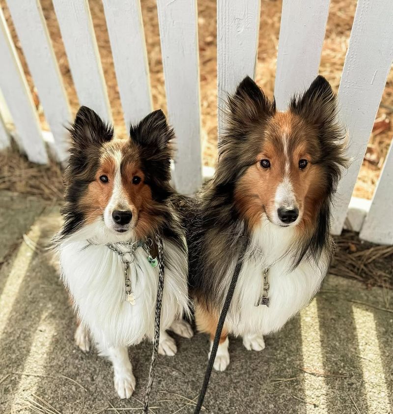 Sheltie (Shetland Sheepdog)