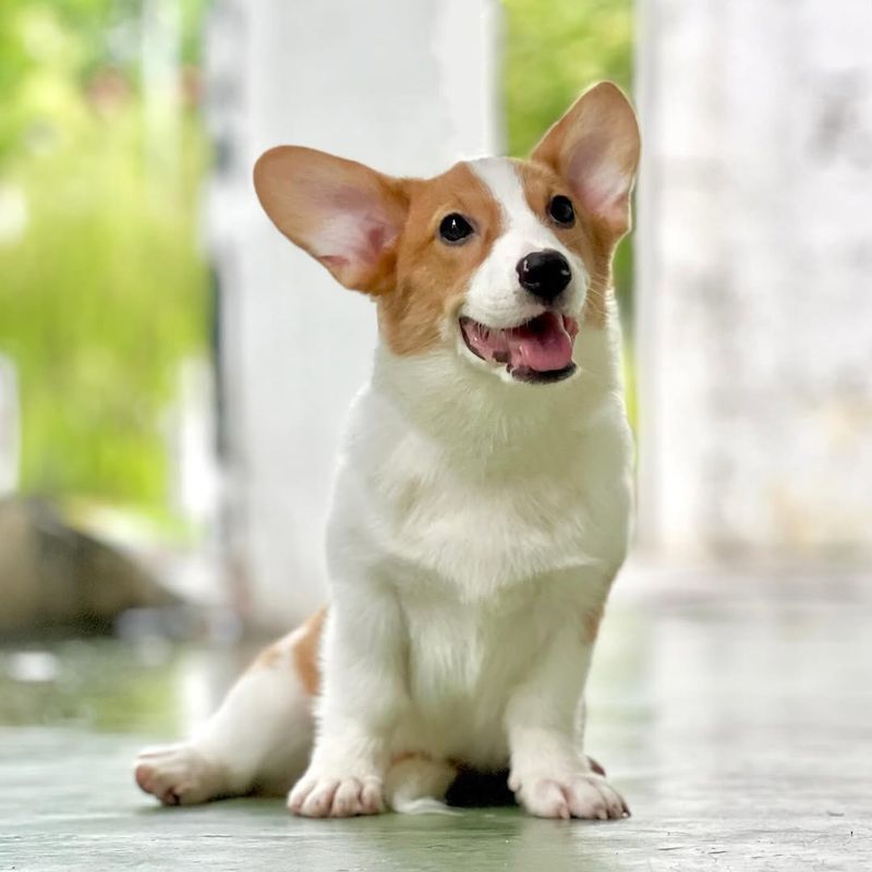 Pembroke Welsh Corgi