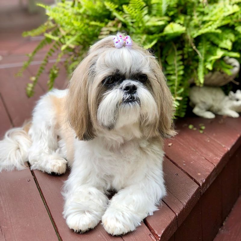 Shih Tzu