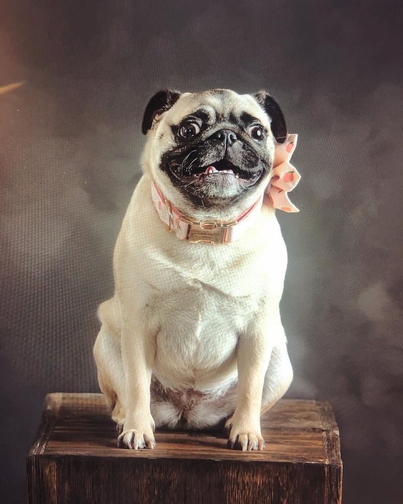 Pug