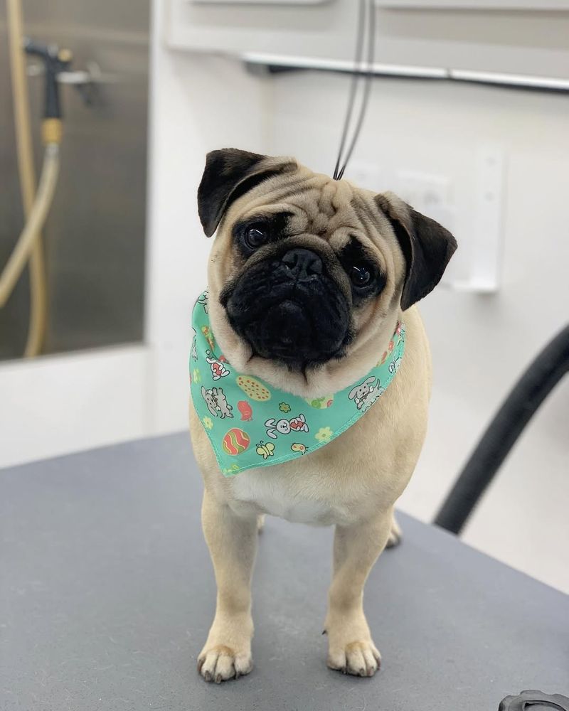 Pug