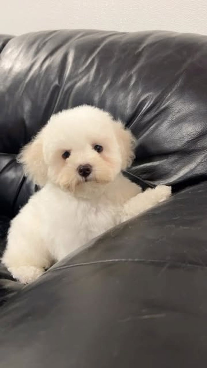 Bichon Frise