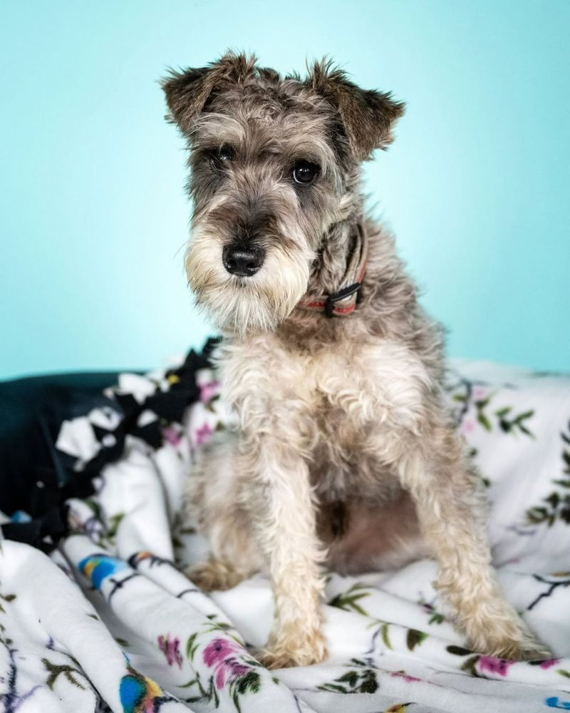 Schnauzer