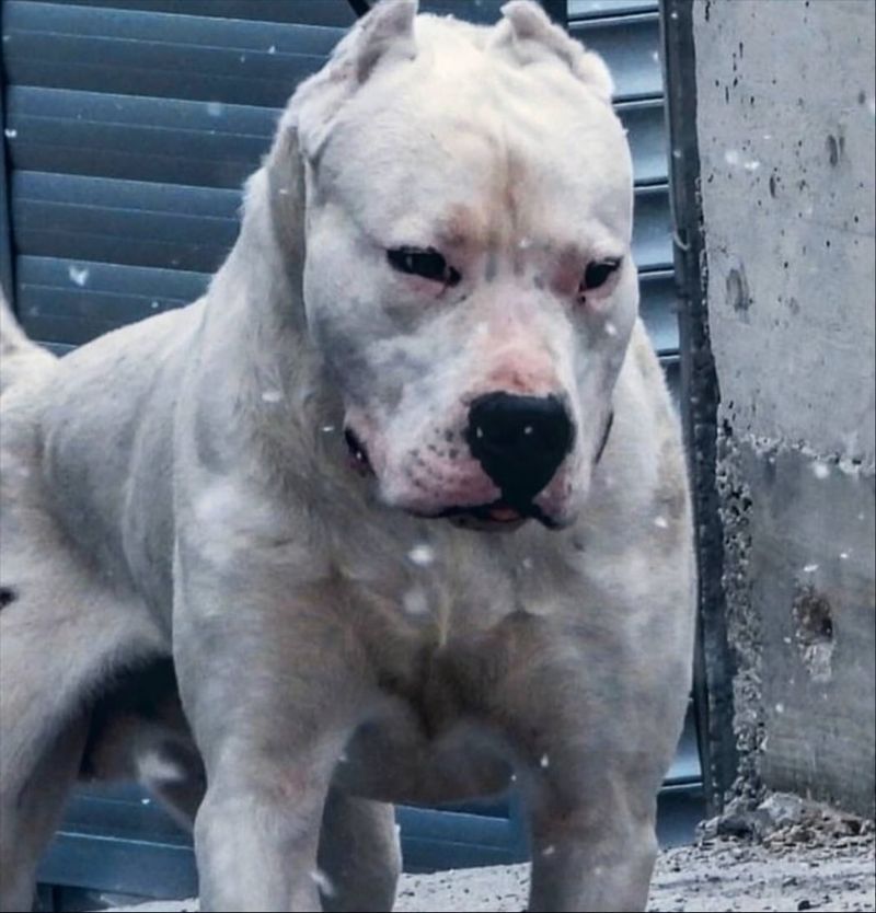 Dogo Argentino