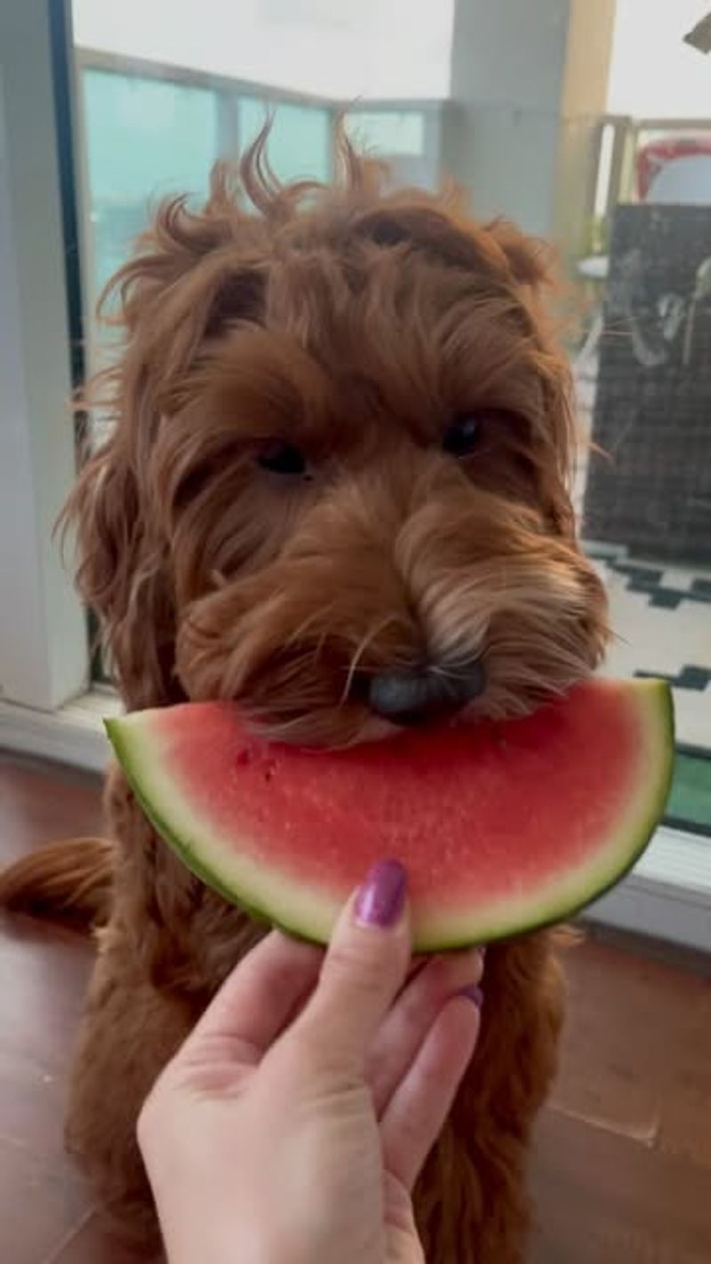 Preference for Watermelon