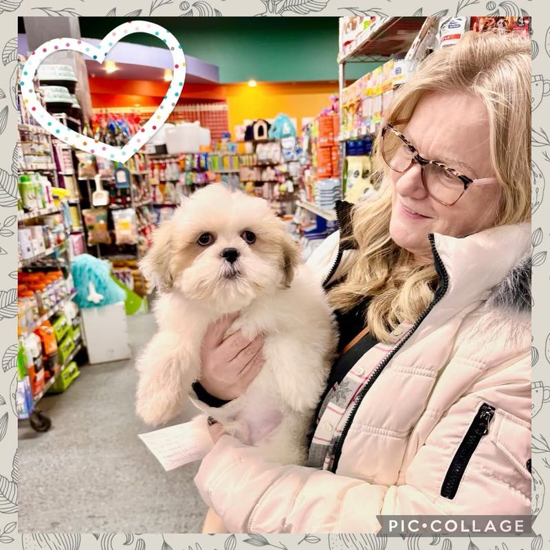 Lhasa Apso