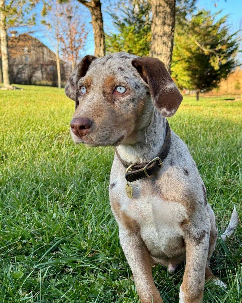 Catahoula Leopard Dog