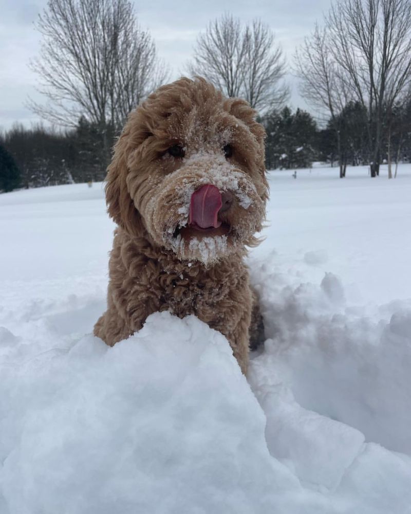 Reaction to Snow