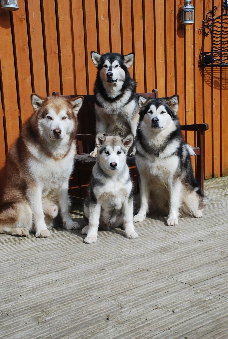 Alaskan Malamute