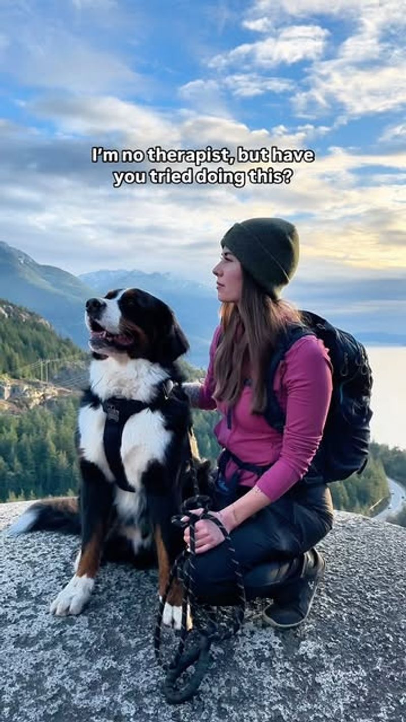 Bernese Mountain Dog