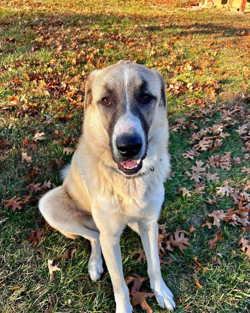 Anatolian Shepherd