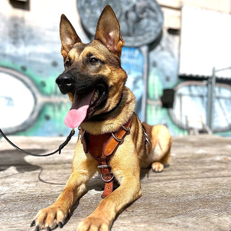 Belgian Malinois