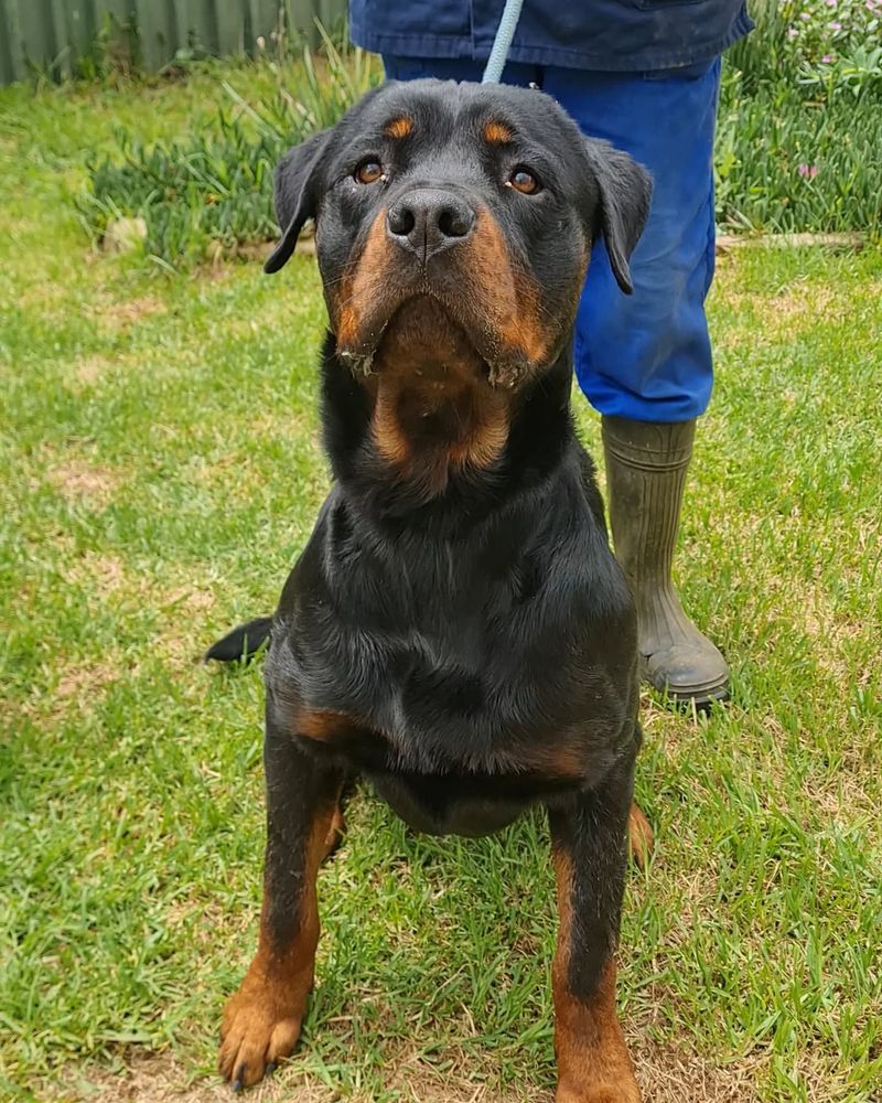 Rottweiler