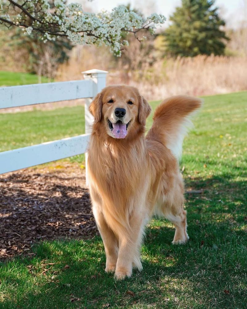 Golden Retriever