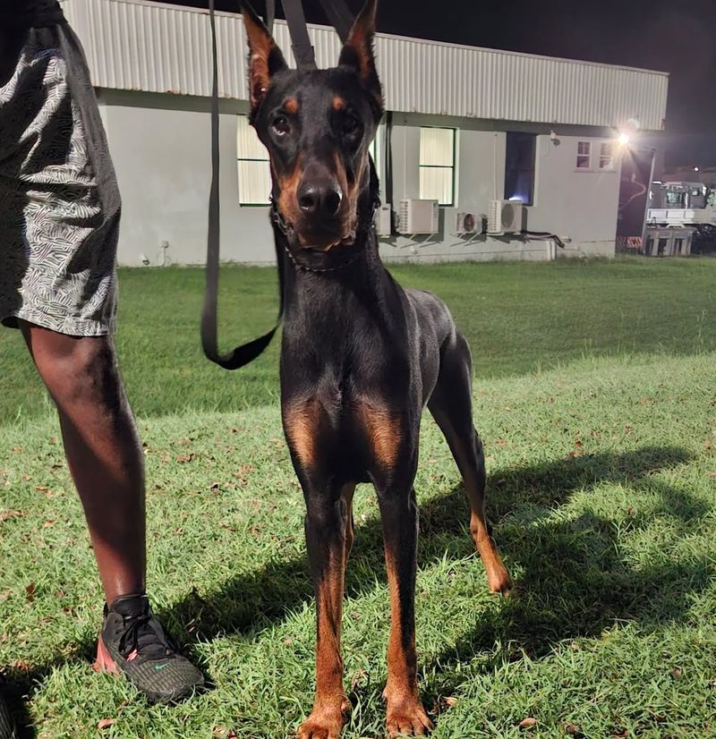 Doberman Pinscher