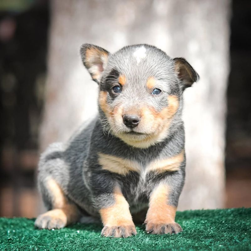 Australian Cattle Dog