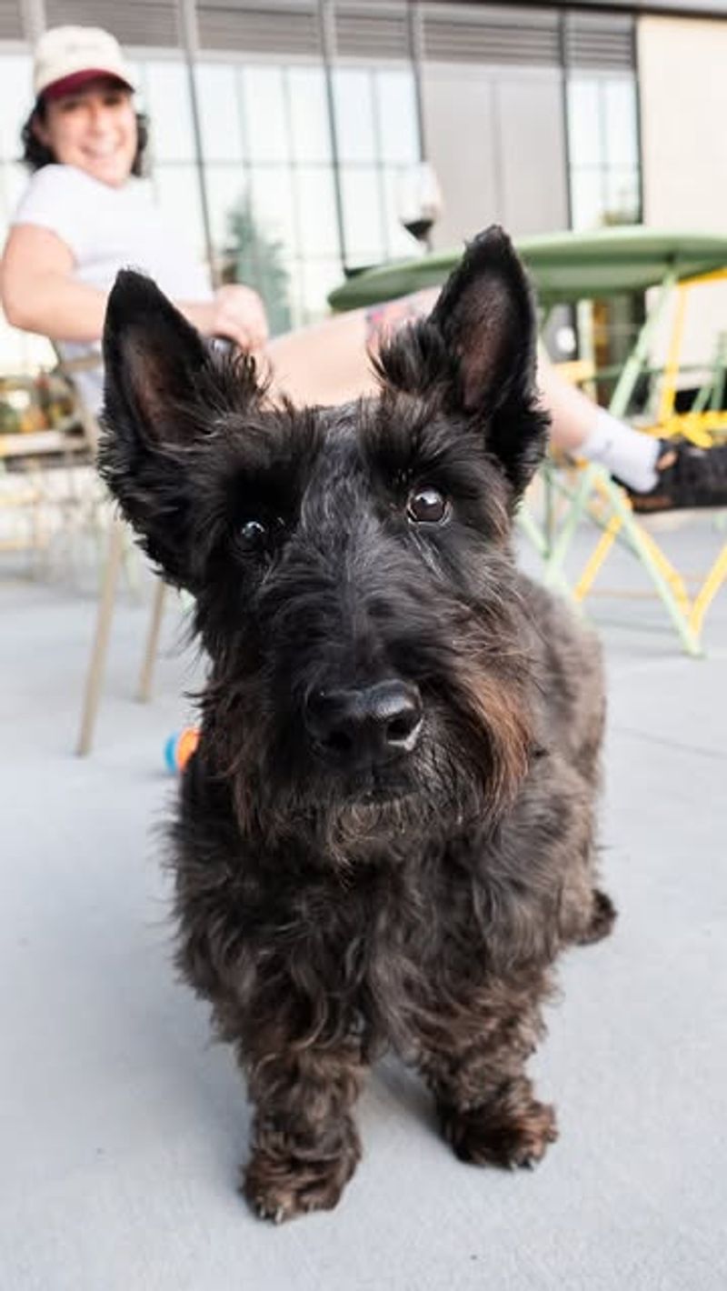 Scottish Terrier