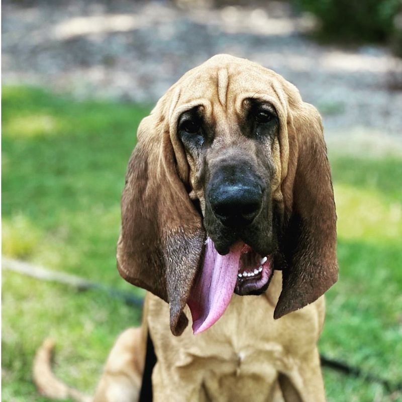 Bloodhound