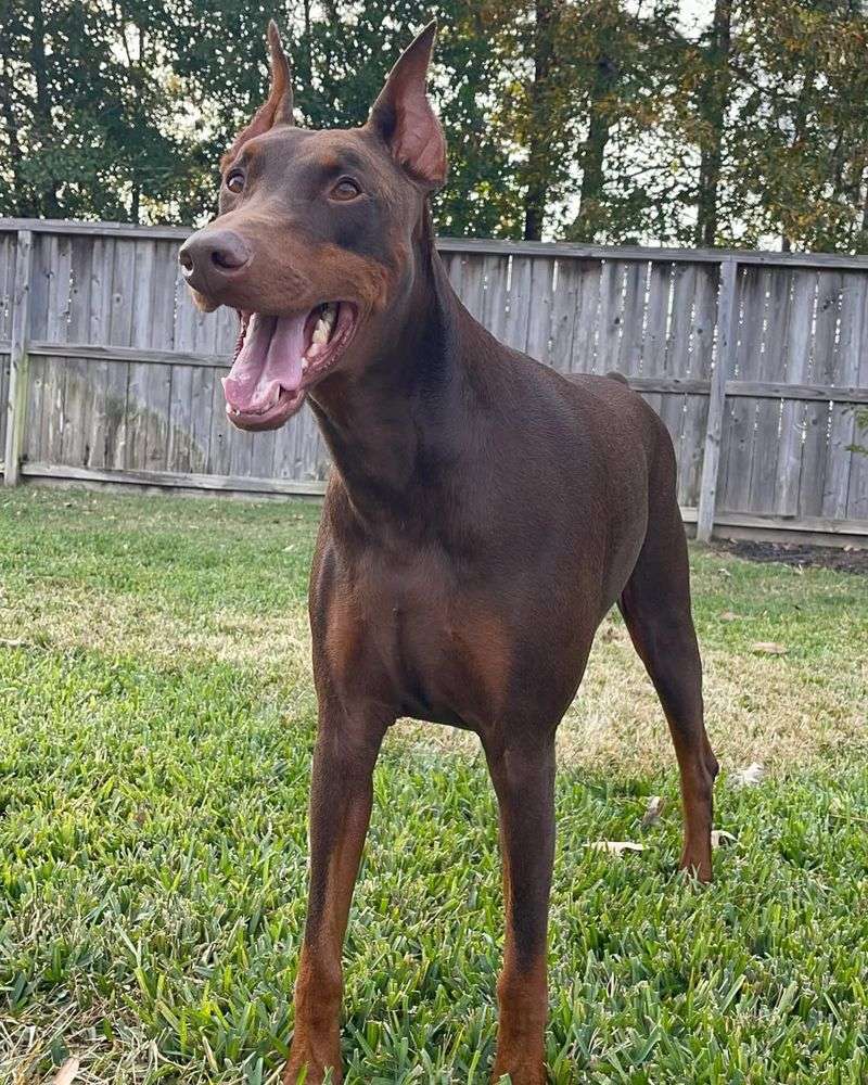 Doberman Pinscher