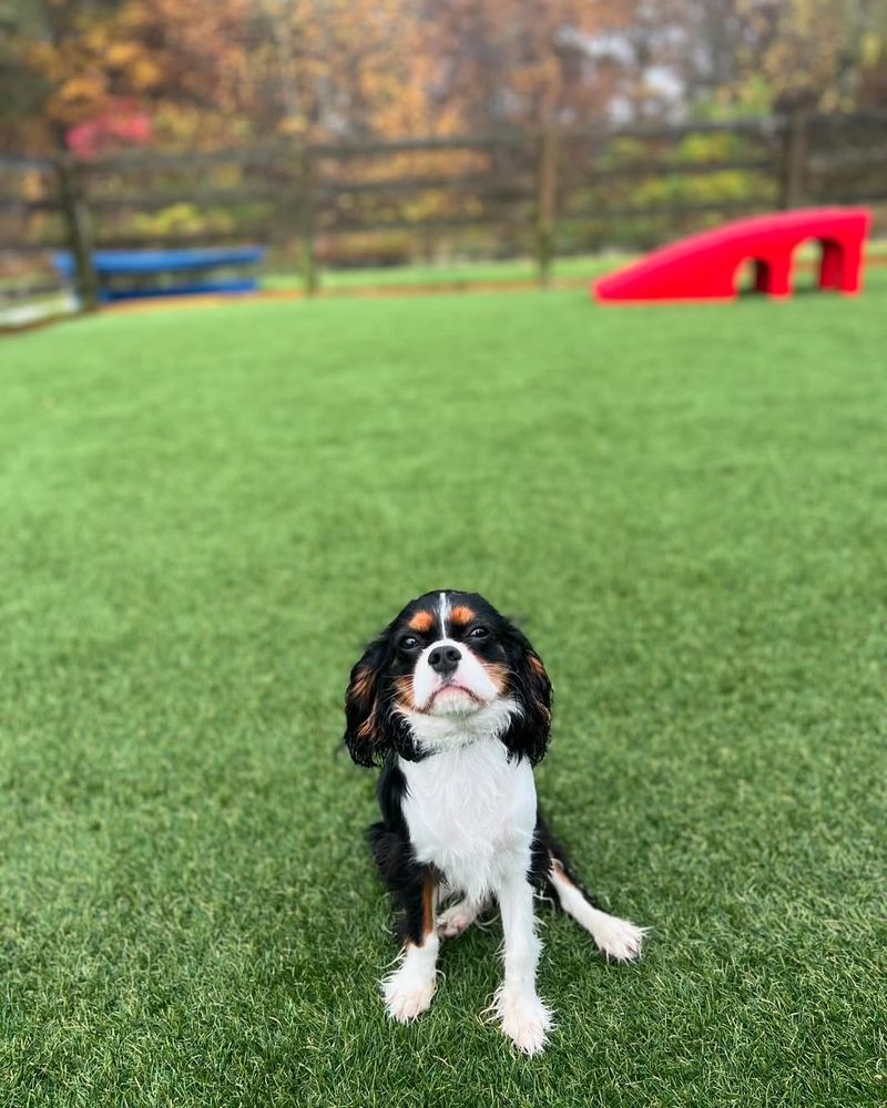 Cavalier King Charles Spaniel