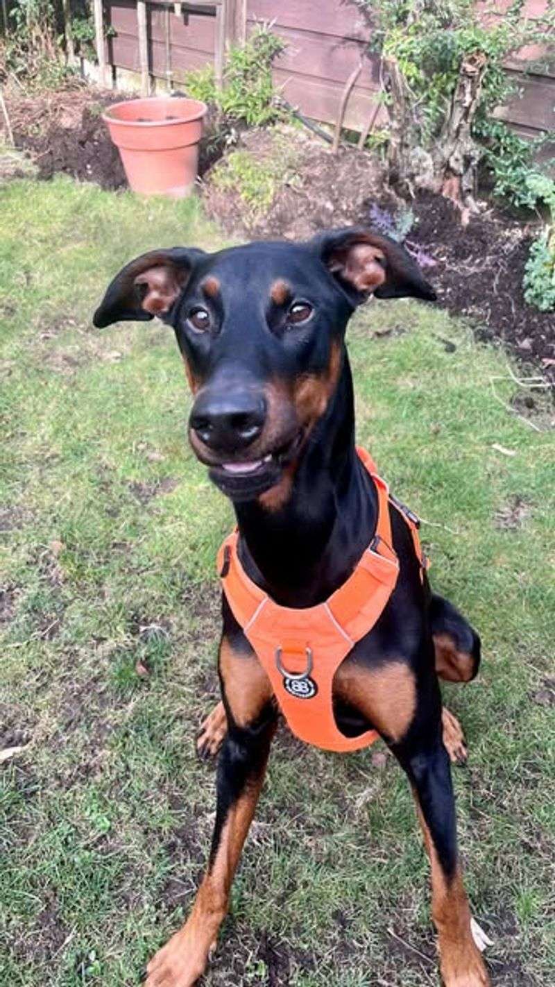 Doberman Pinscher