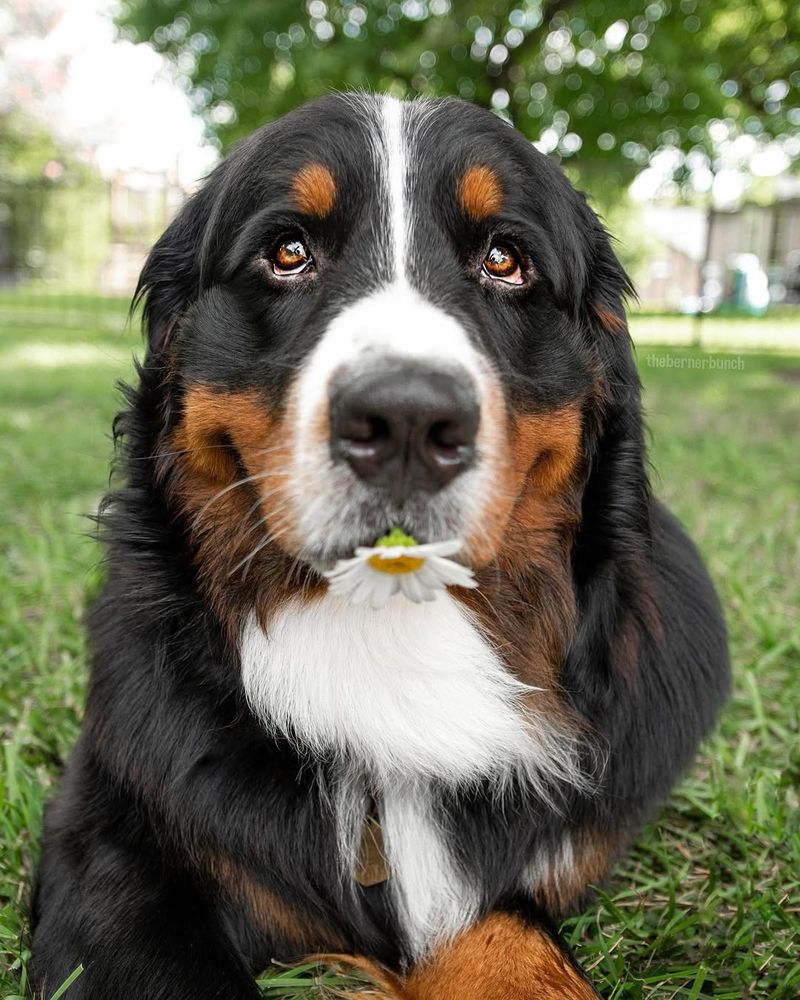 Bernese Mountain Dog