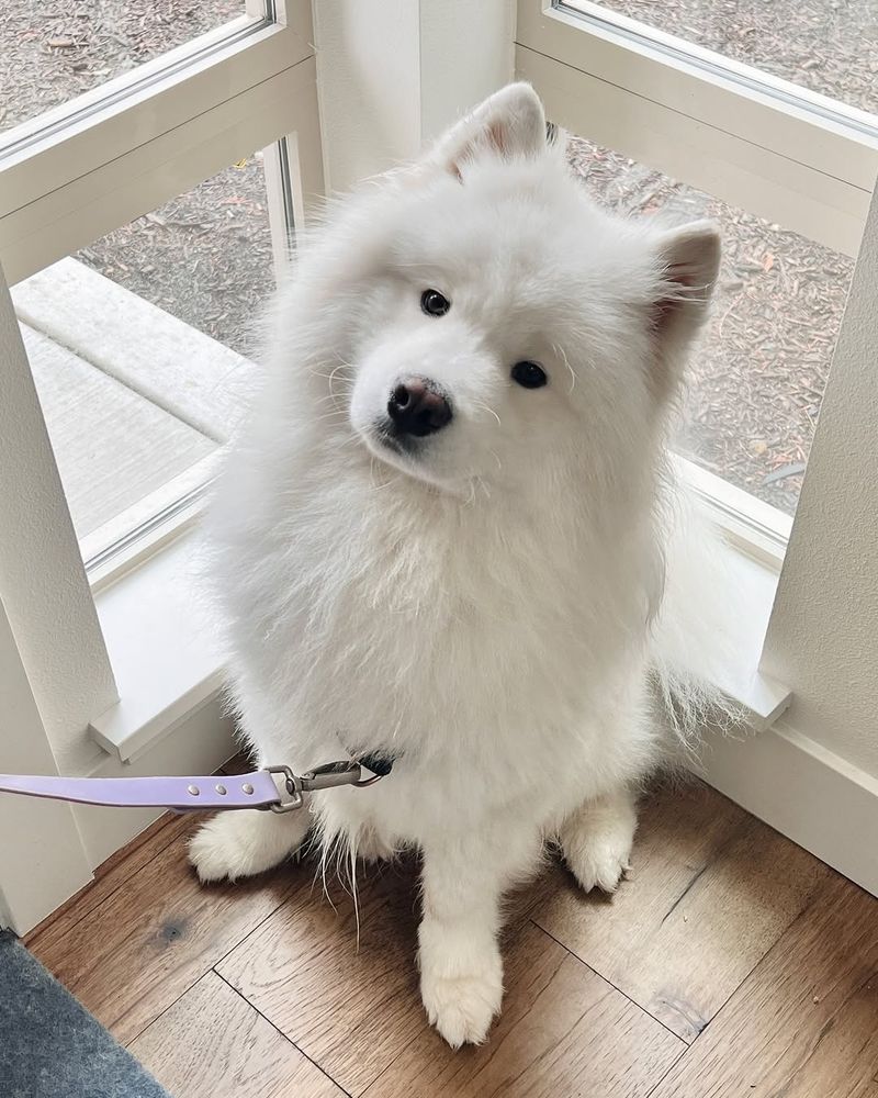 Samoyed