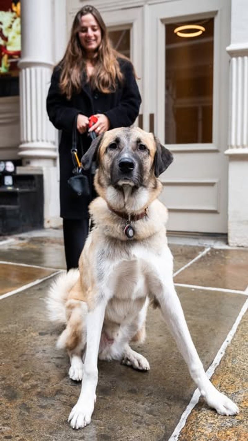 Anatolian Shepherd