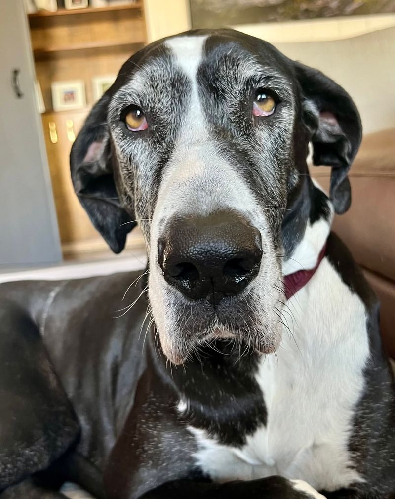 Great Dane