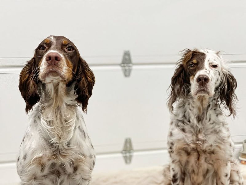 Springer Spaniel