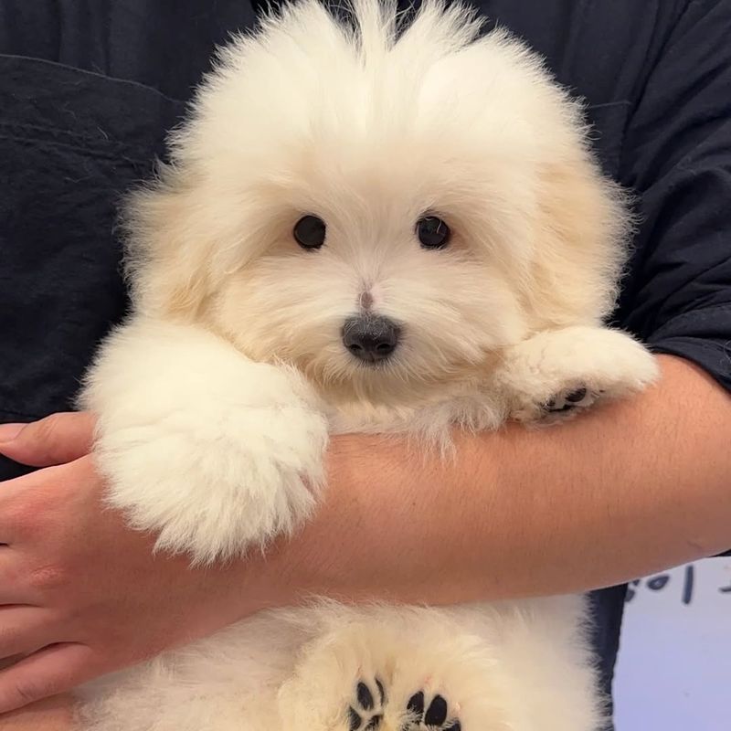 Coton de Tulear
