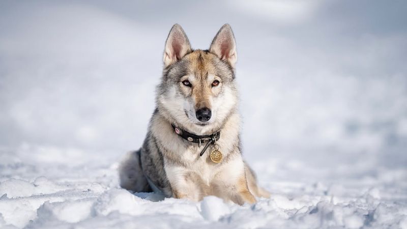 Tamaskan Dog