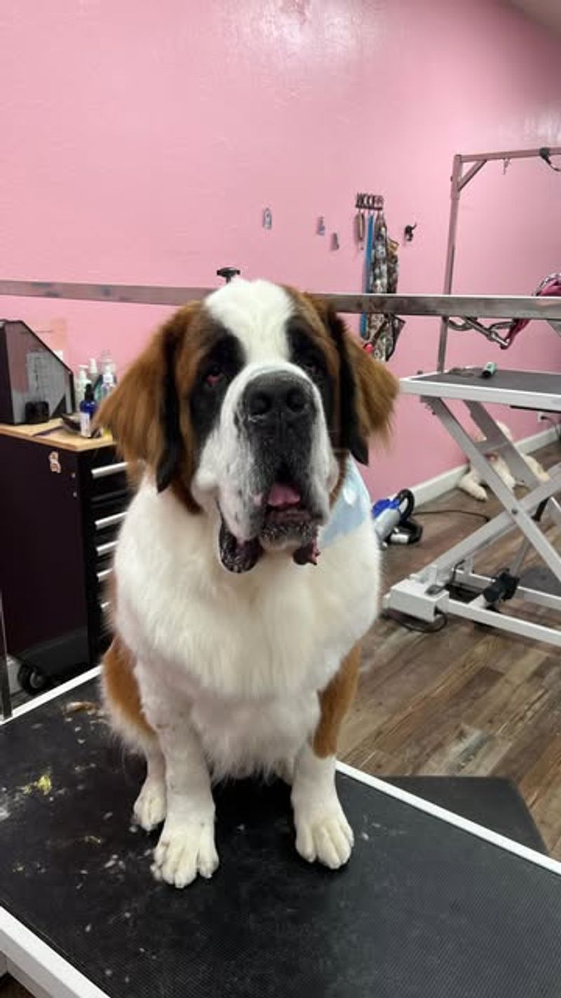 Saint Bernard