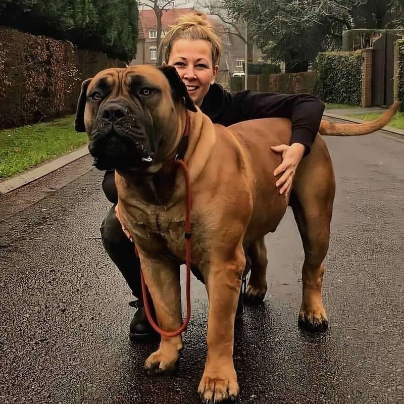 Bullmastiff