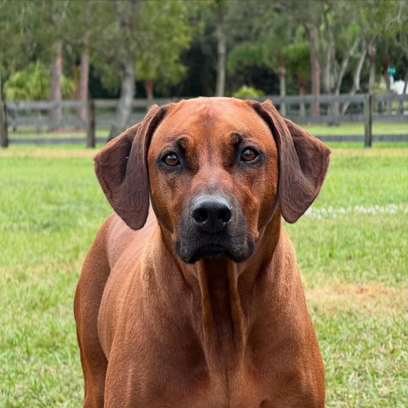 Rhodesian Ridgeback