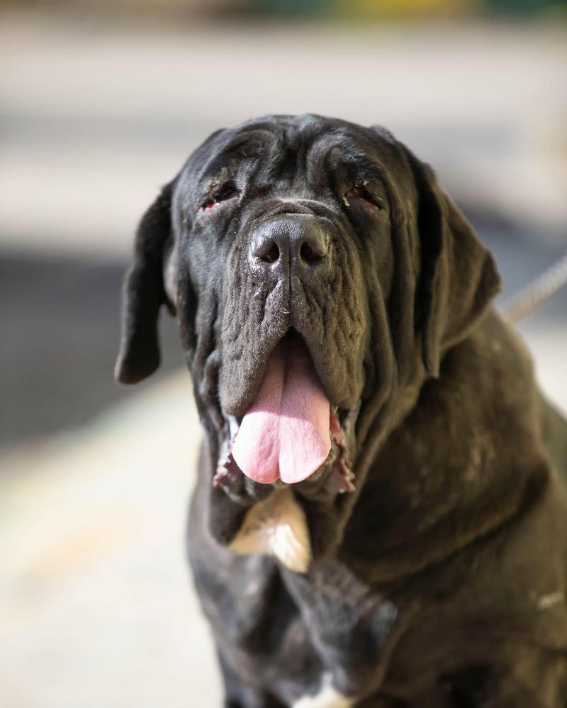 Mastiff