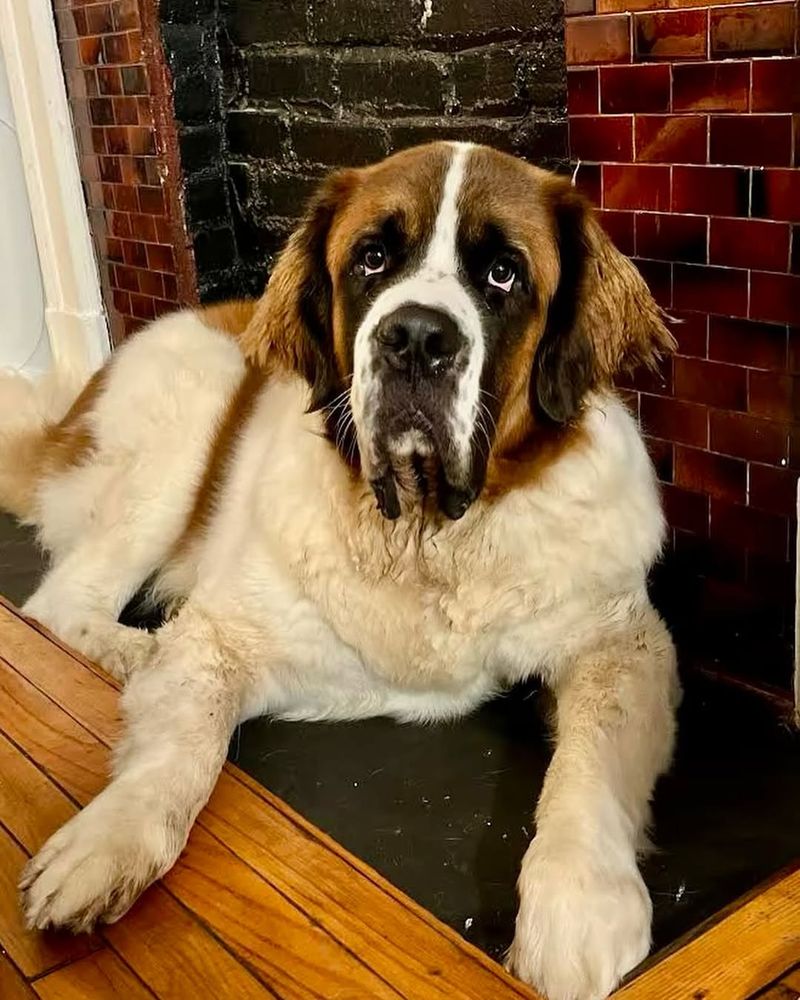 Saint Bernard