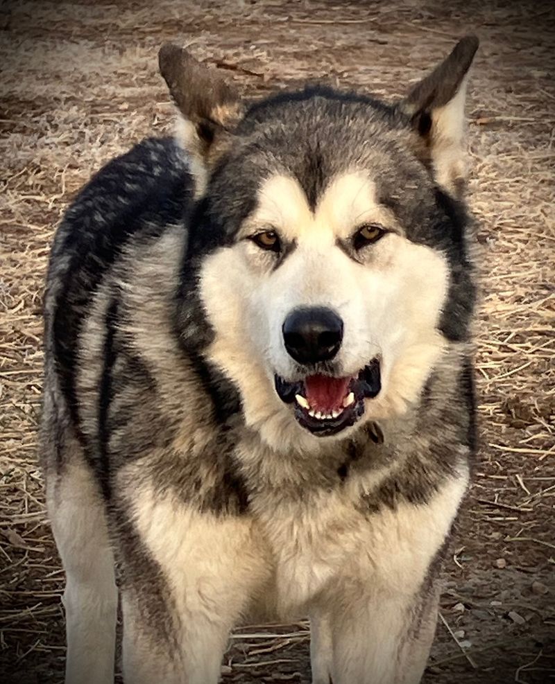 Alaskan Malamute