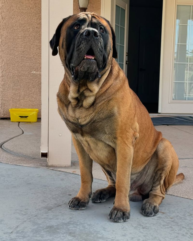 Mastiff