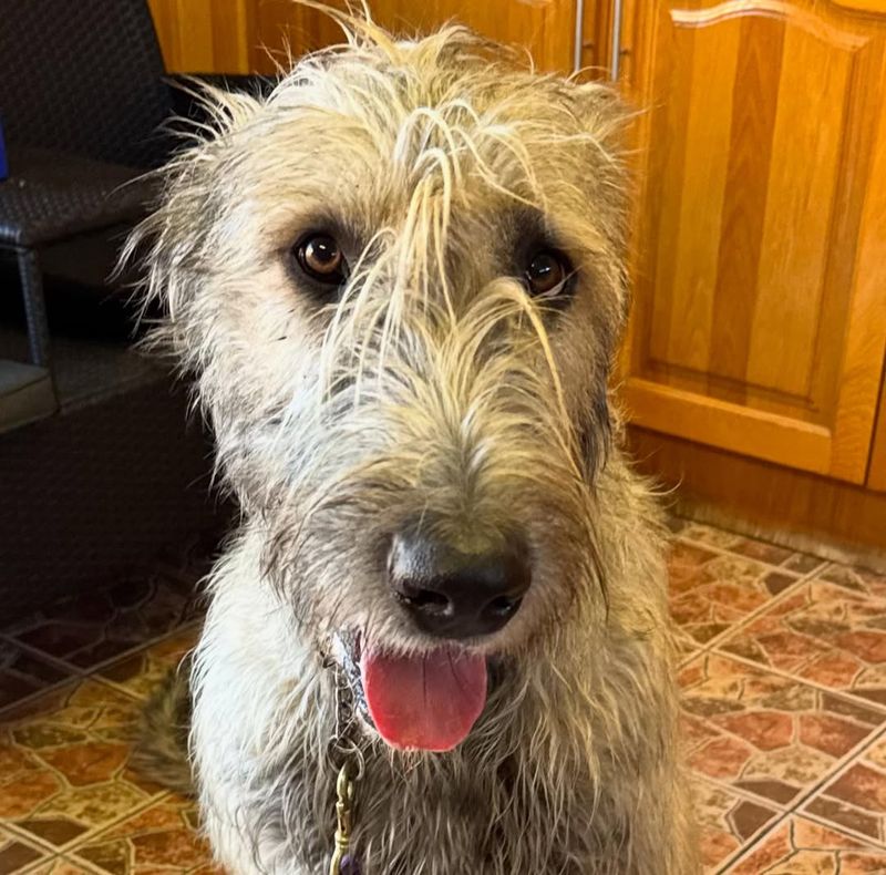 Irish Wolfhound