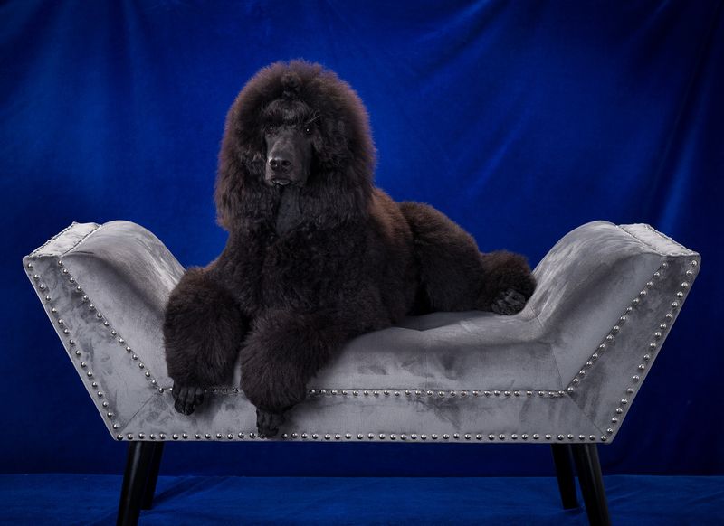 Poodle